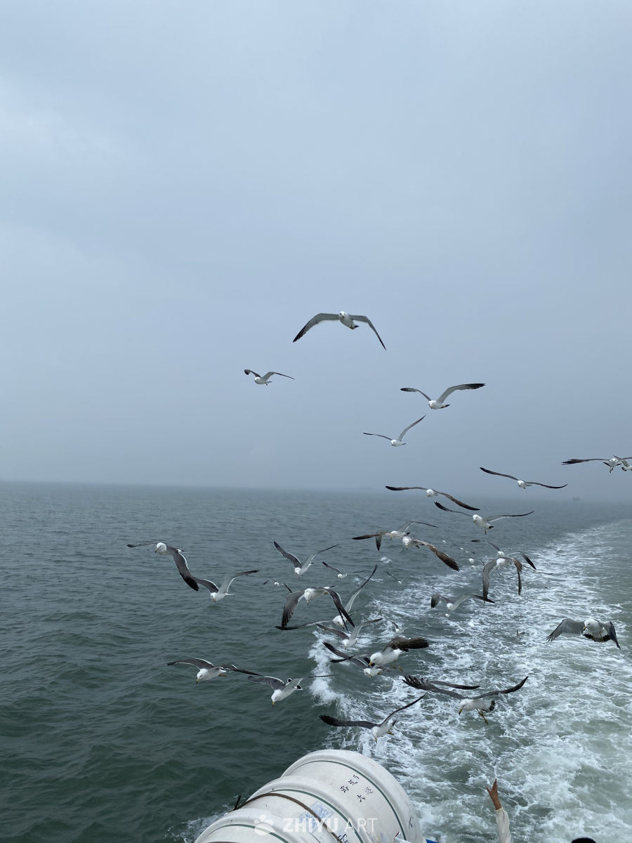 海鸥伴航，雾海飞翔