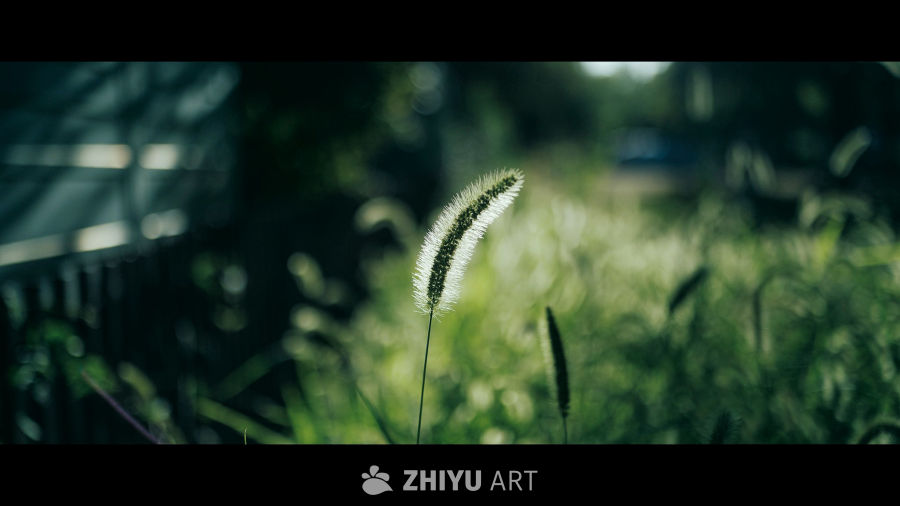 阳光下的野草