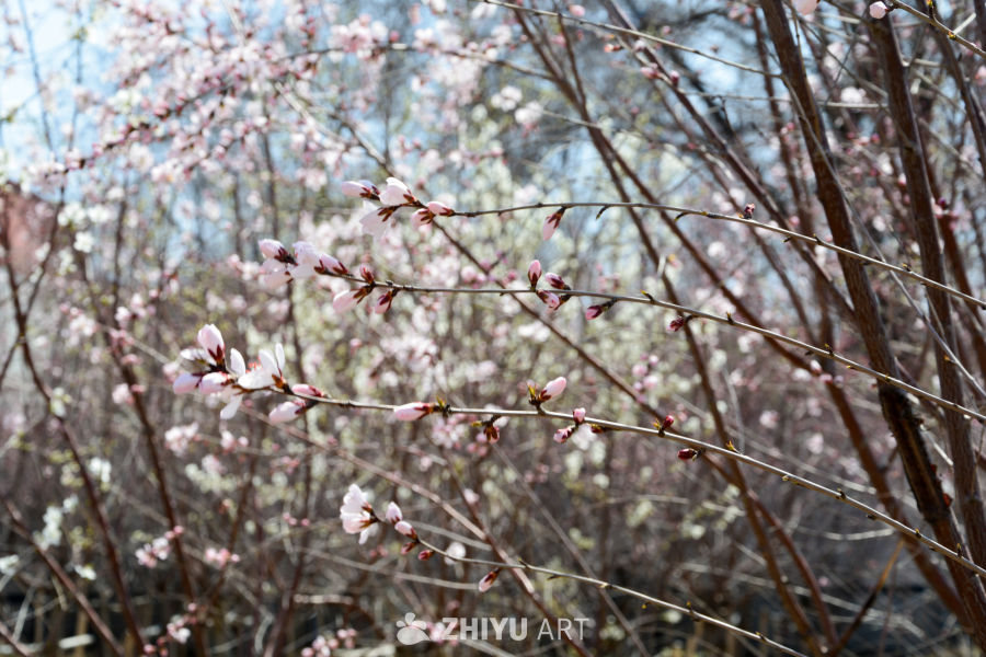 春花山桃
