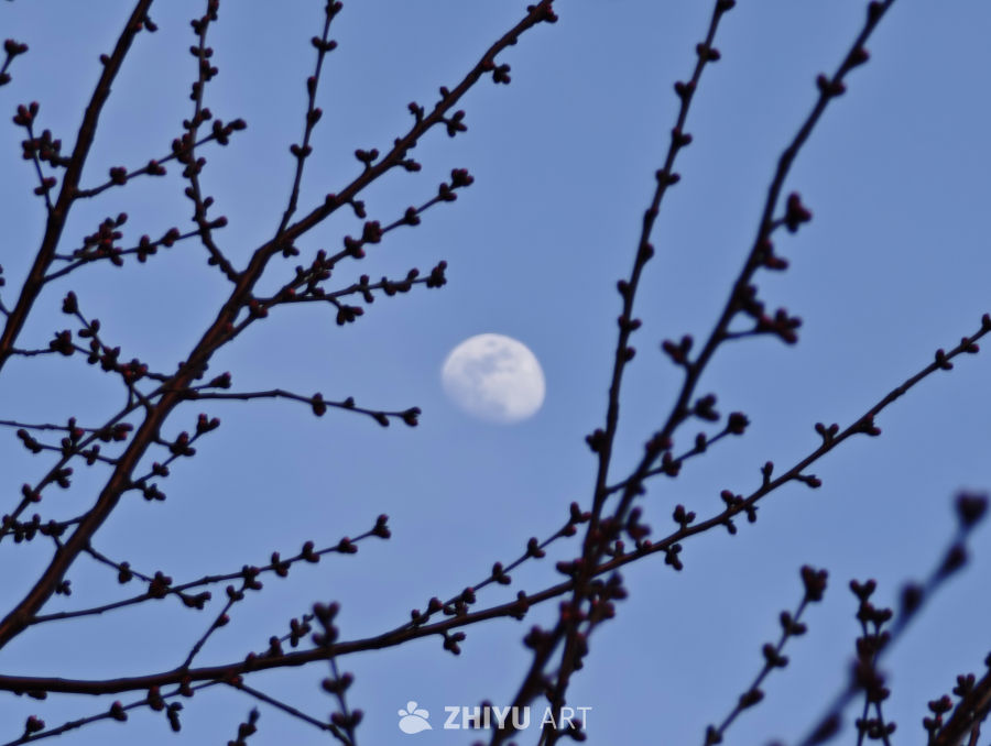月夜下的枝头