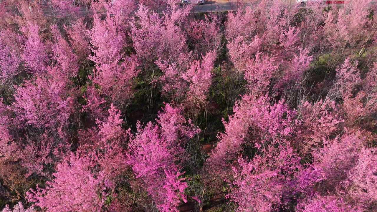 粉色樱花林