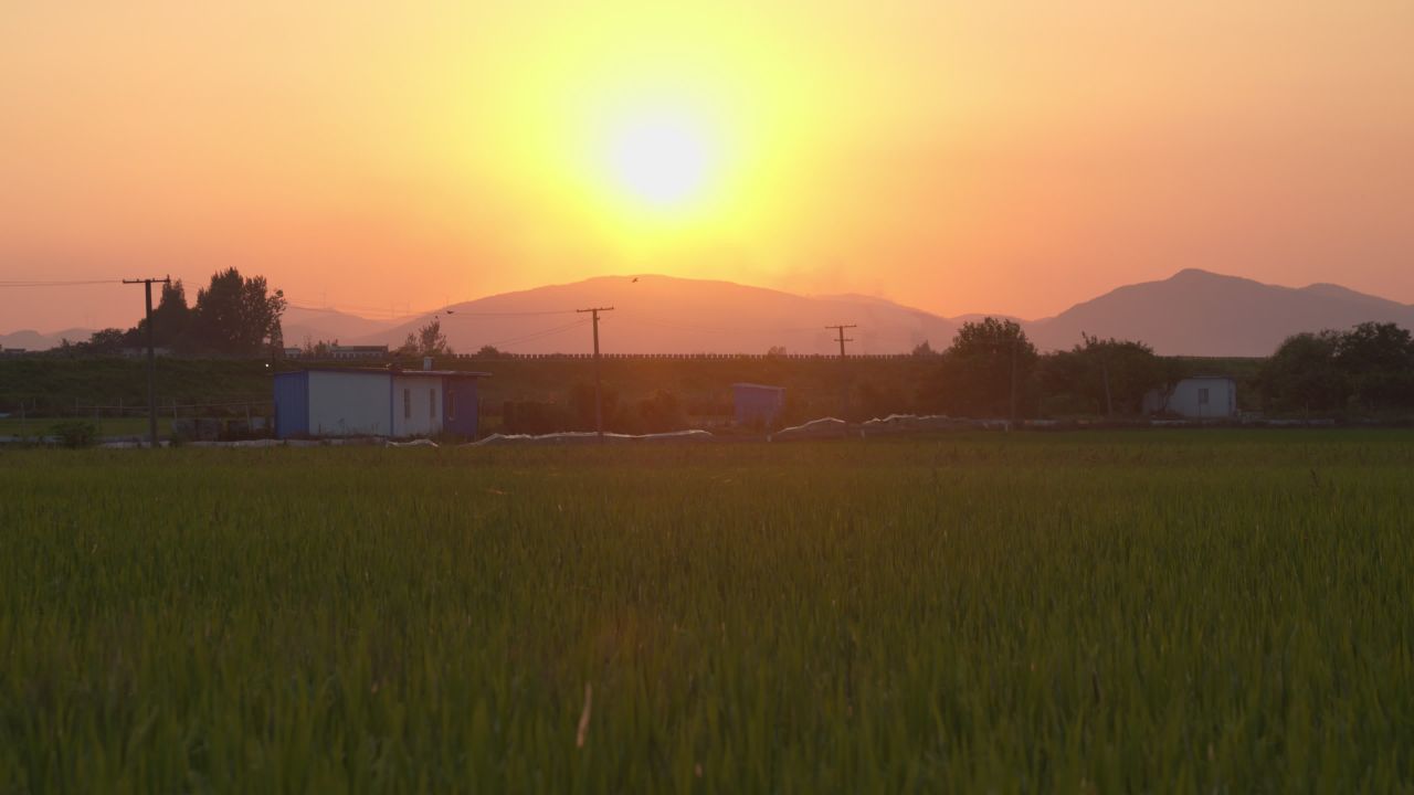 水稻五常大米田野粮食庄稼丰收 31
