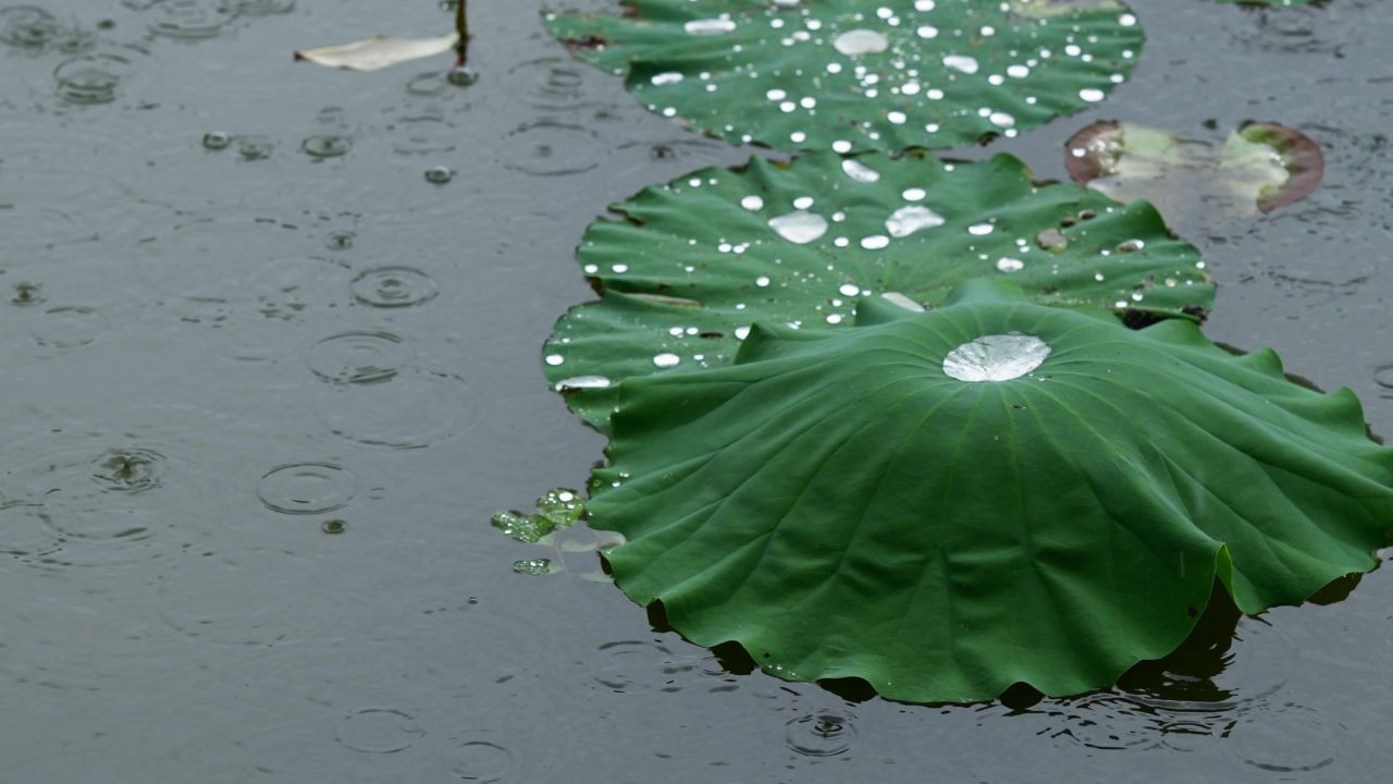 唯美雨打荷叶场景