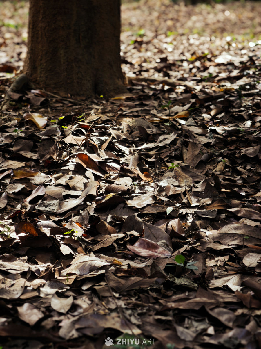 秋日林间落叶景