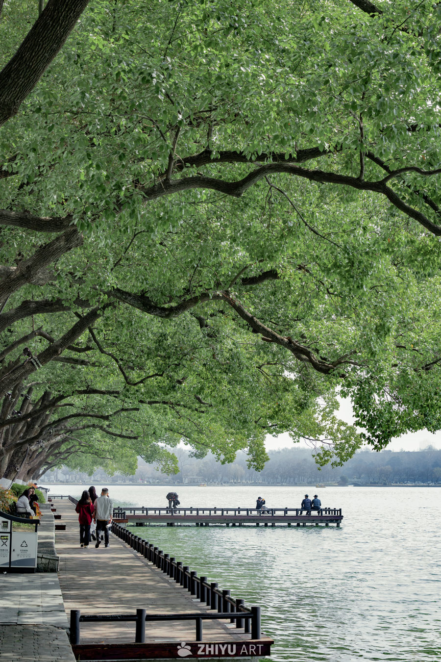漫步在南京玄武湖的树荫下