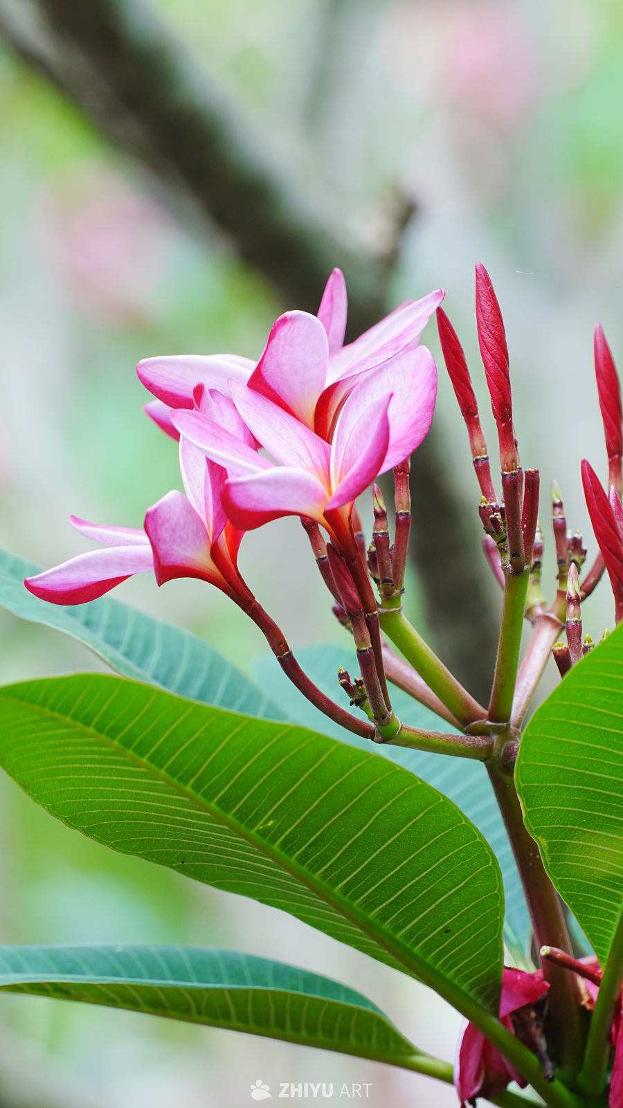 粉红盛放的花语