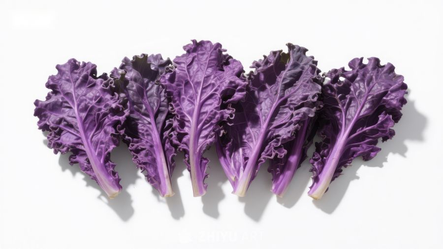 紫色羽衣甘蓝排列展示