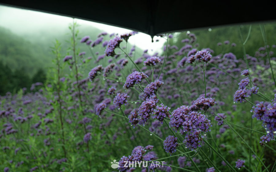 雨中紫花静谧景