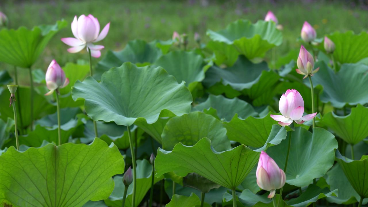 4K夏日公园荷花季