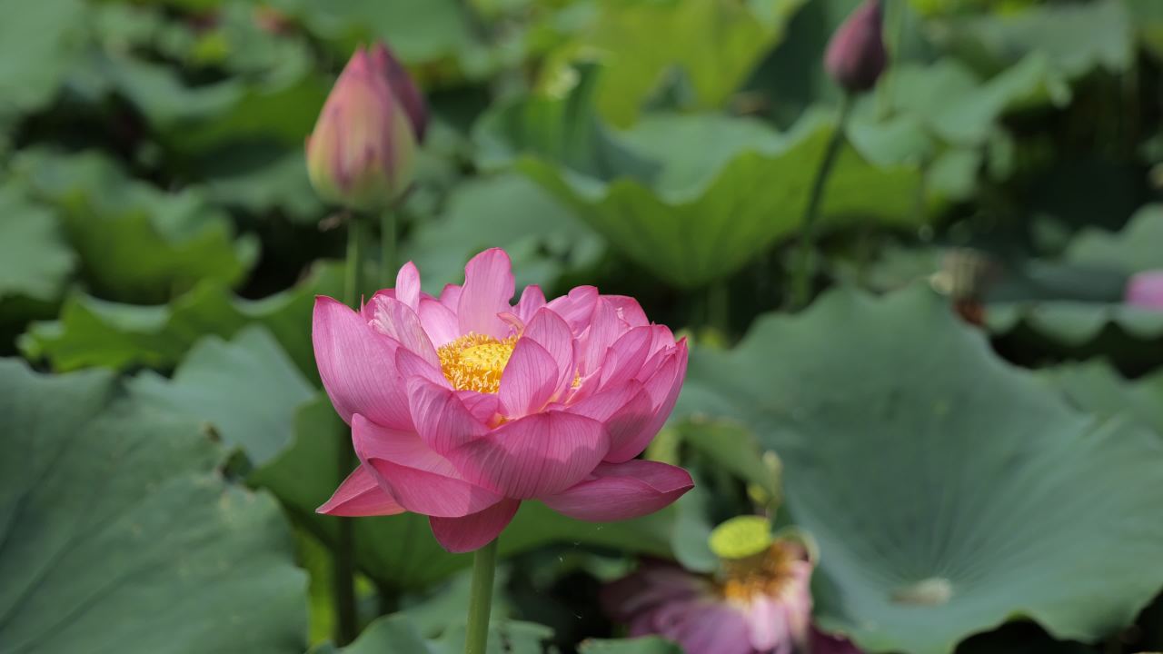 荷花 58