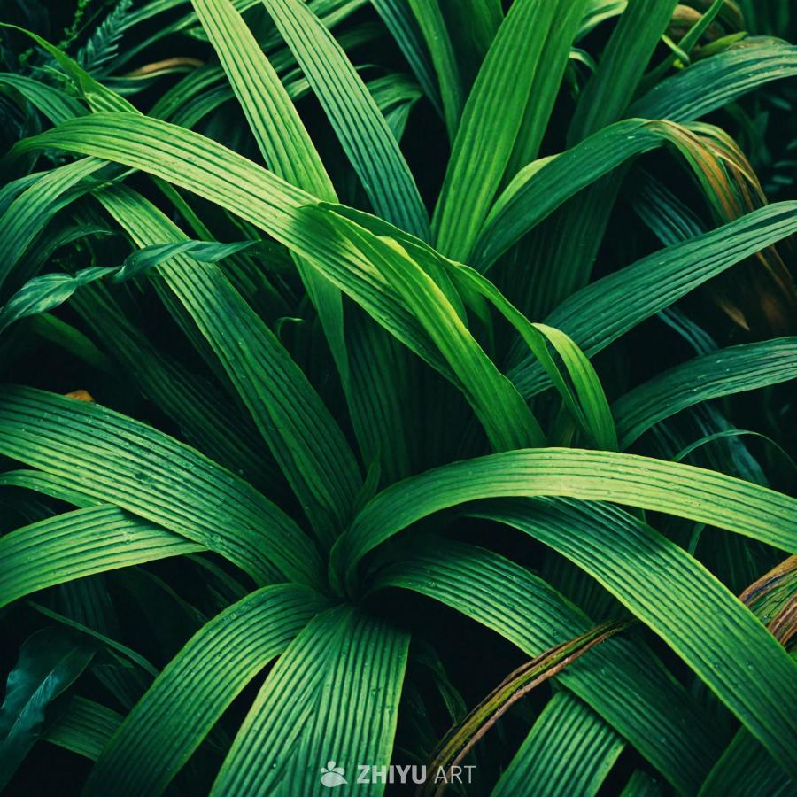 绿色植物的特写镜头，可能是蕨类植物或绿叶蔬菜，颜色