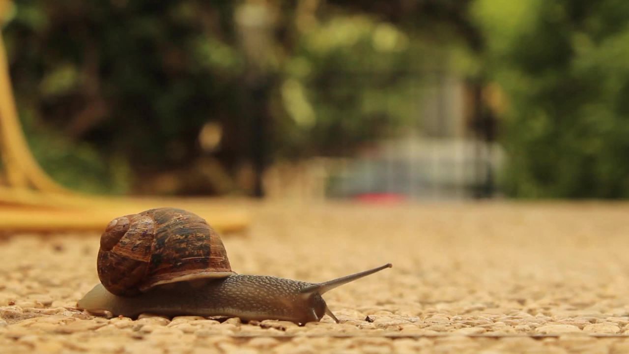 蜗牛慢路口动物