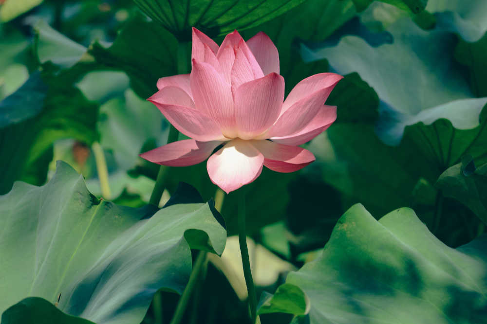 荷花