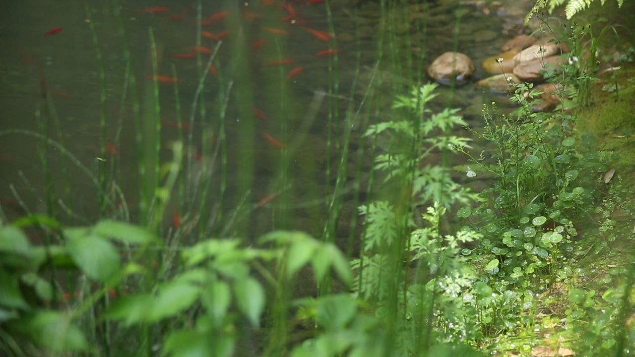 风景实拍池塘鱼塘蝴蝶