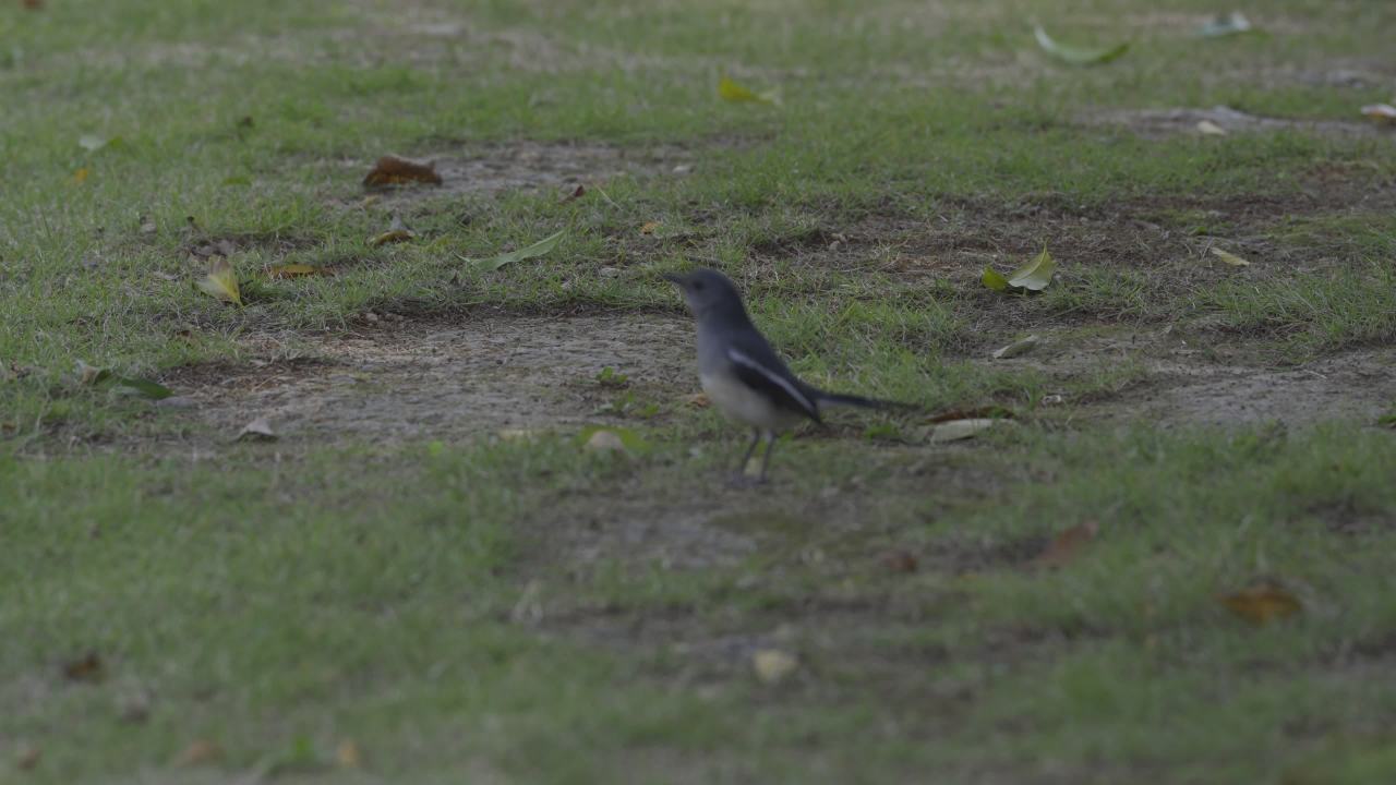 杨府山公园观鸟 48