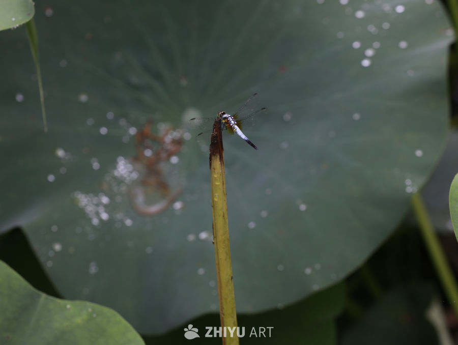 荷塘蜻蜓