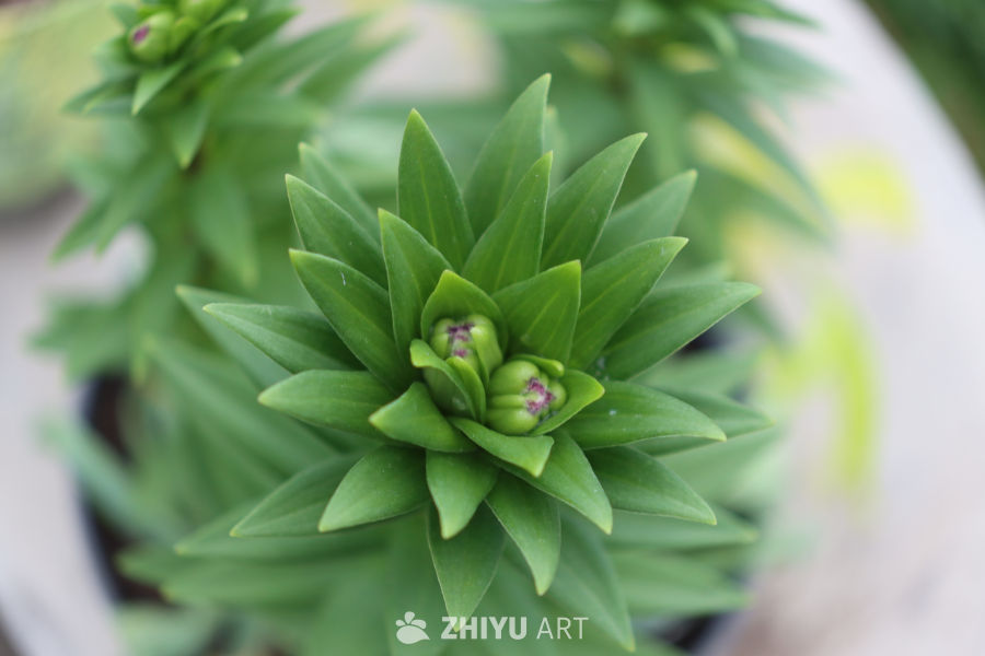 绿色花蕾的自然之美
