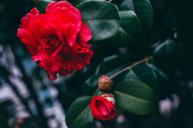 茶花 5