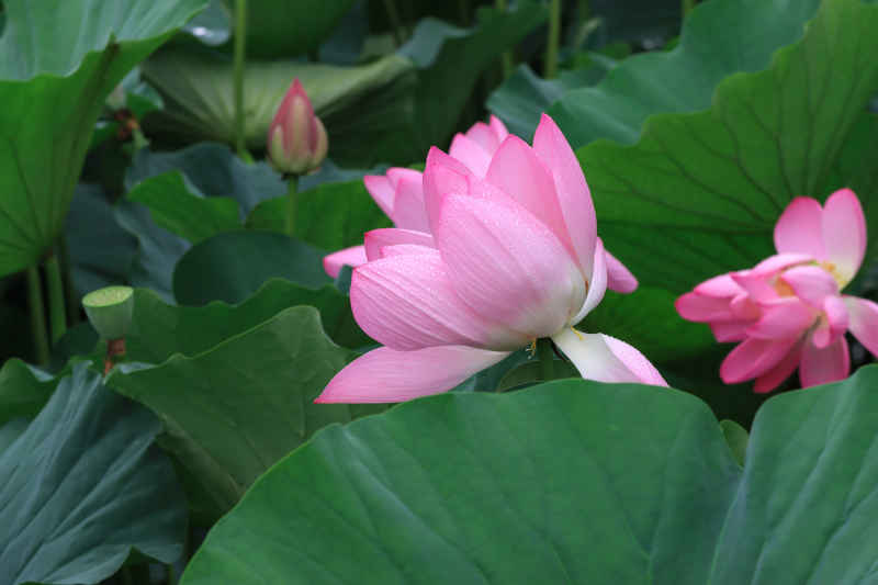 荷花 22