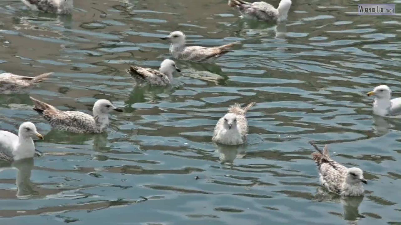 海鸥鸟类水禽水