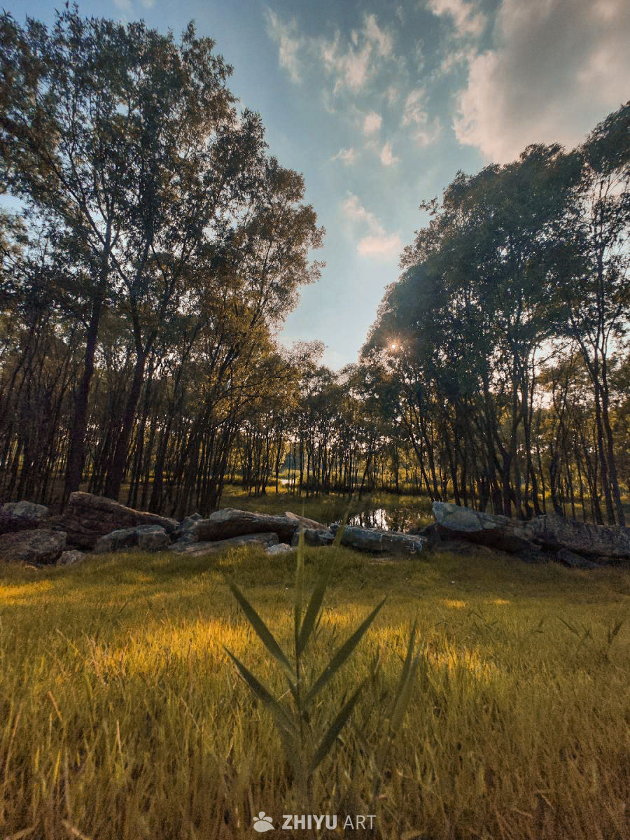 草地上有一株小草