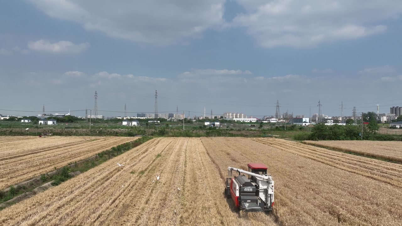 4K农村夏收小麦