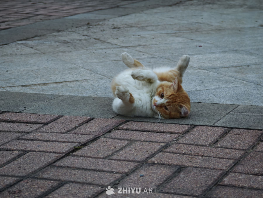 镜头里的小猫咪