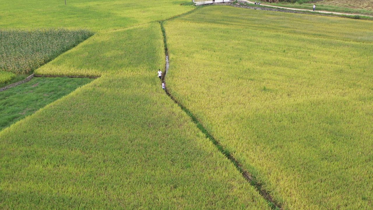 城市、稻田 18