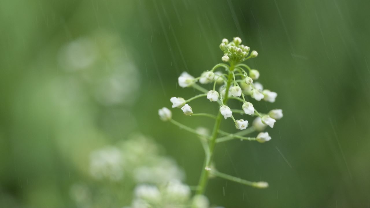 阴天下雨水滴雨滴天气 44