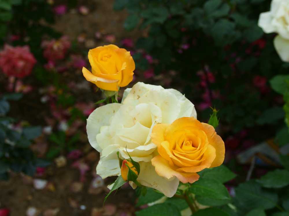 玫瑰花