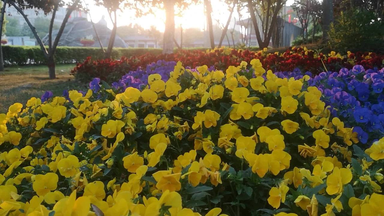 阳光下的花海