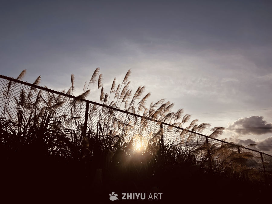 夕阳下的芦苇