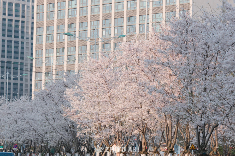 樱花