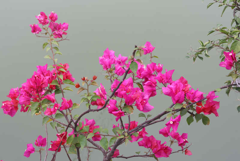 小河边的三角梅