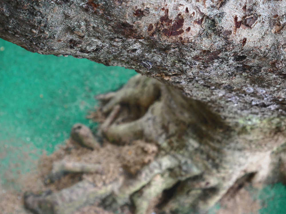 荔枝树干特写