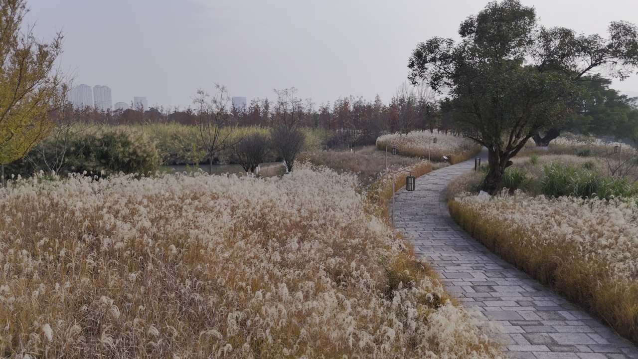 冬日的湿地 4