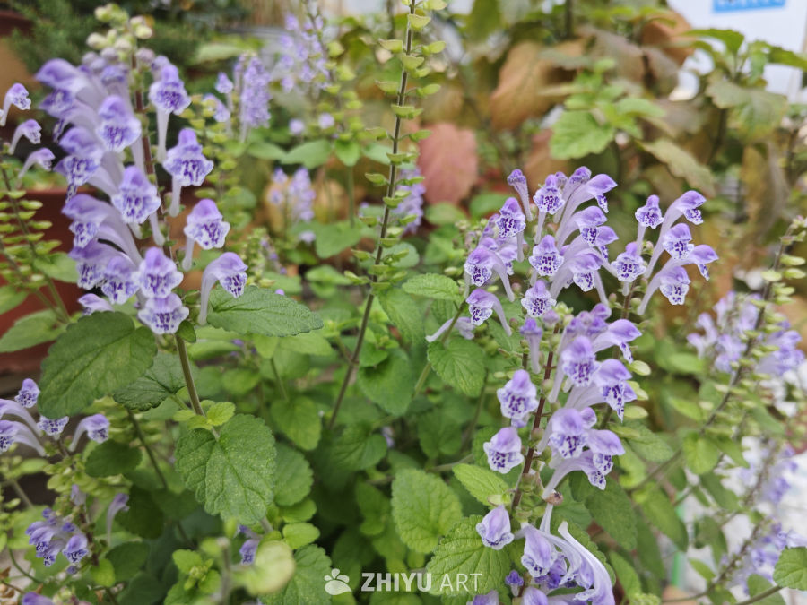 韩信草花开 2