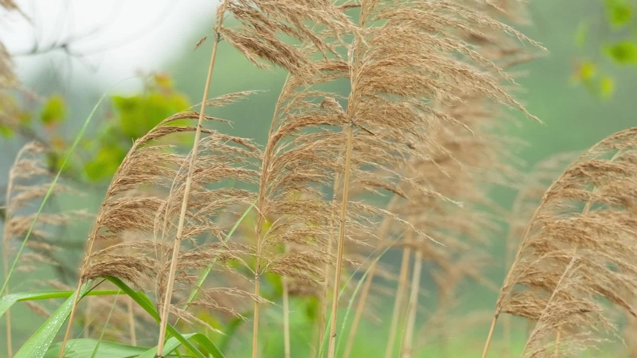 秋天芦苇荻芒菖蒲 33