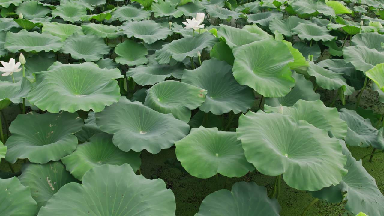 夏天池塘荷花荷叶莲蓬蜻蜓 10