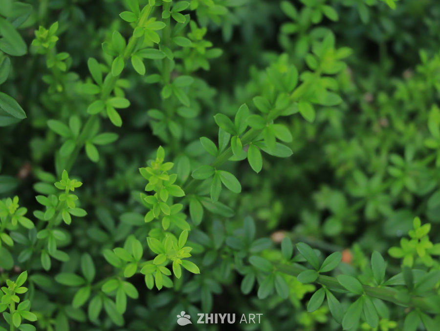 绿意盎然的自然角落