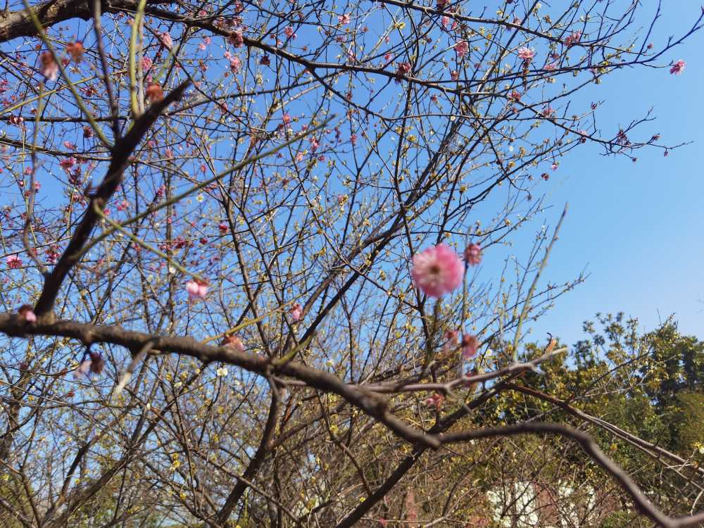 小桃花