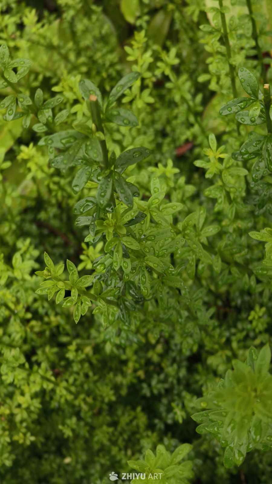 雨后绿植