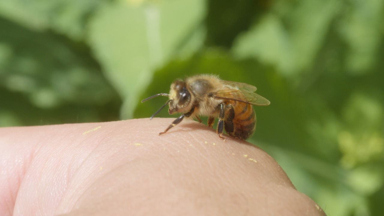 春天惊蛰昆虫万物复苏 27