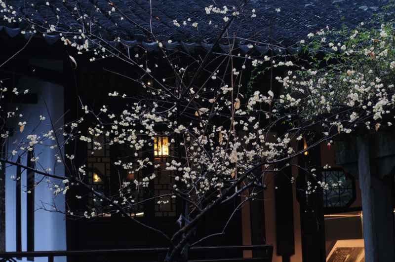烟雨腊梅