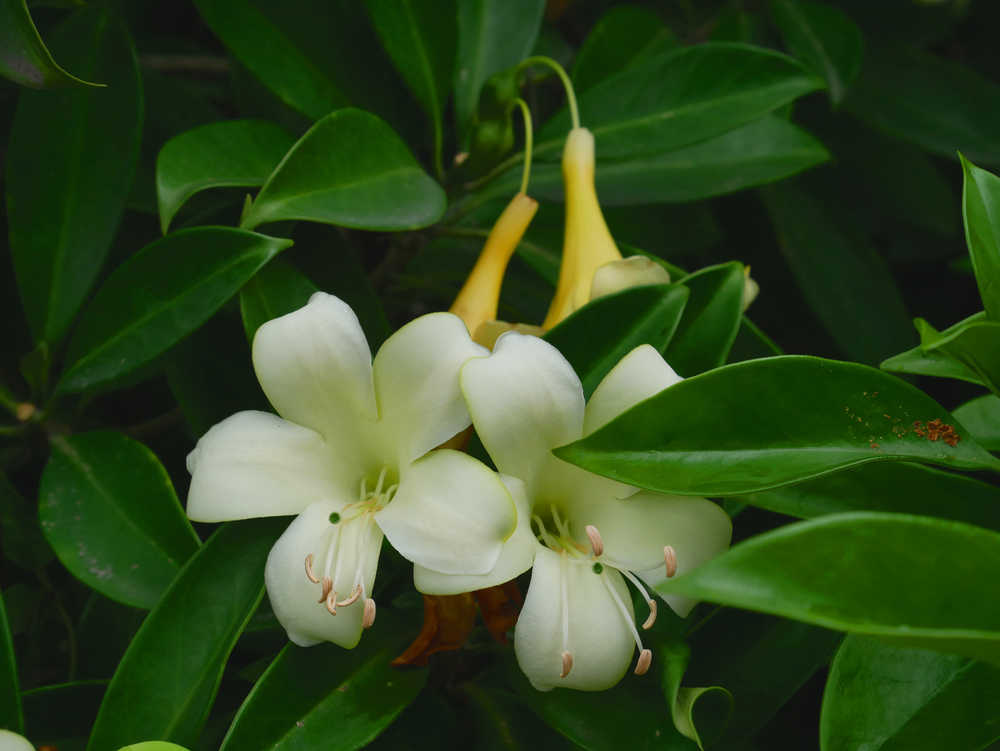 两朵灰莉花