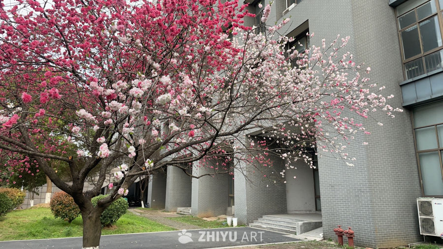 春季花卉 3