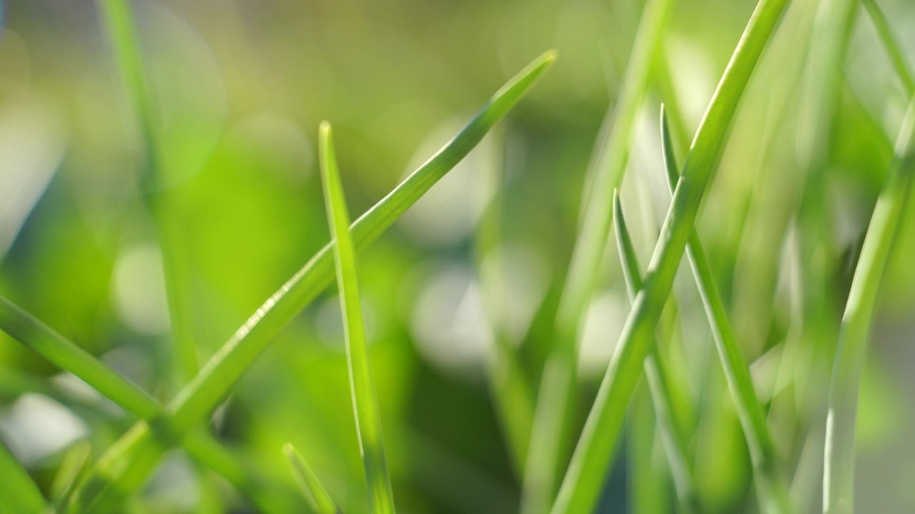 芫荽菠菜葱花辣椒 7