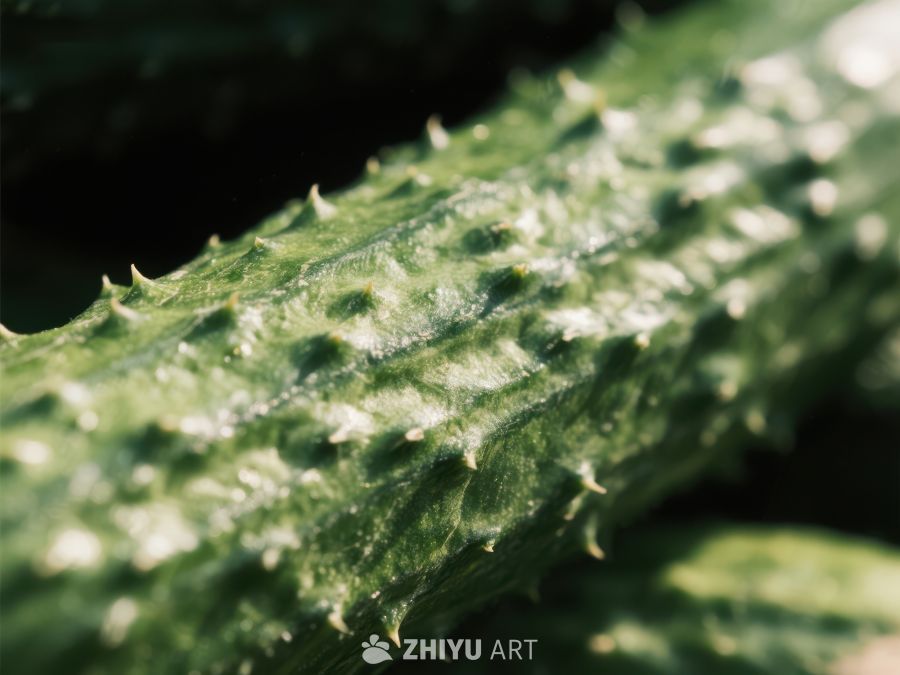新鲜黄瓜的特写镜头 430
