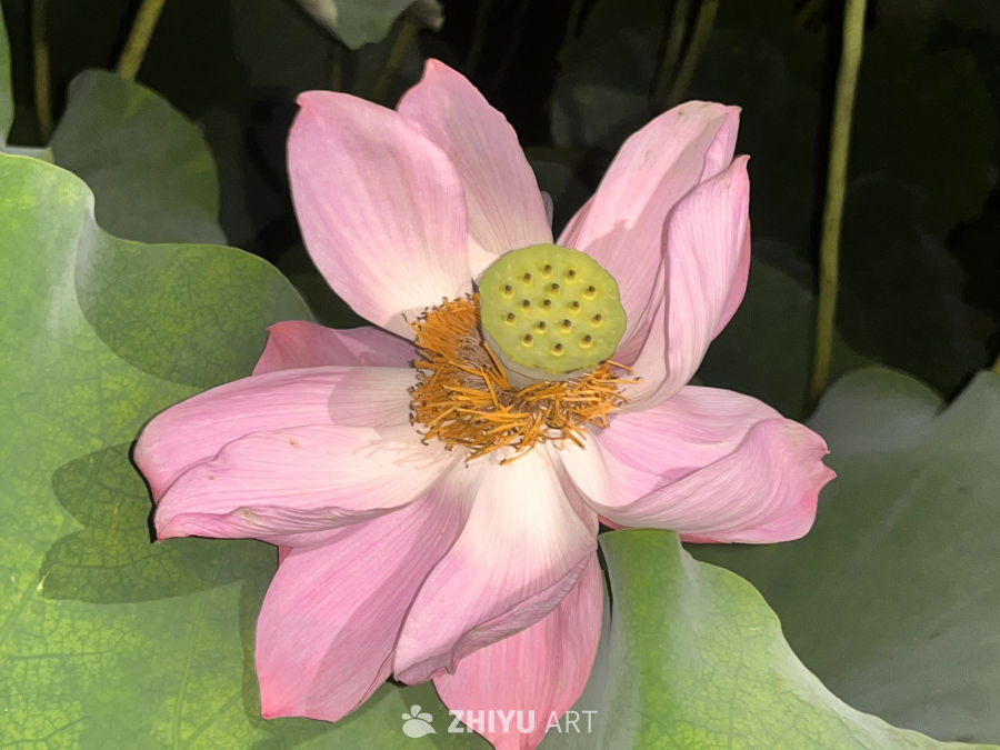 粉嫩莲花绽放