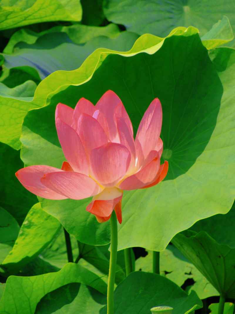 “水中君子”——荷花 5